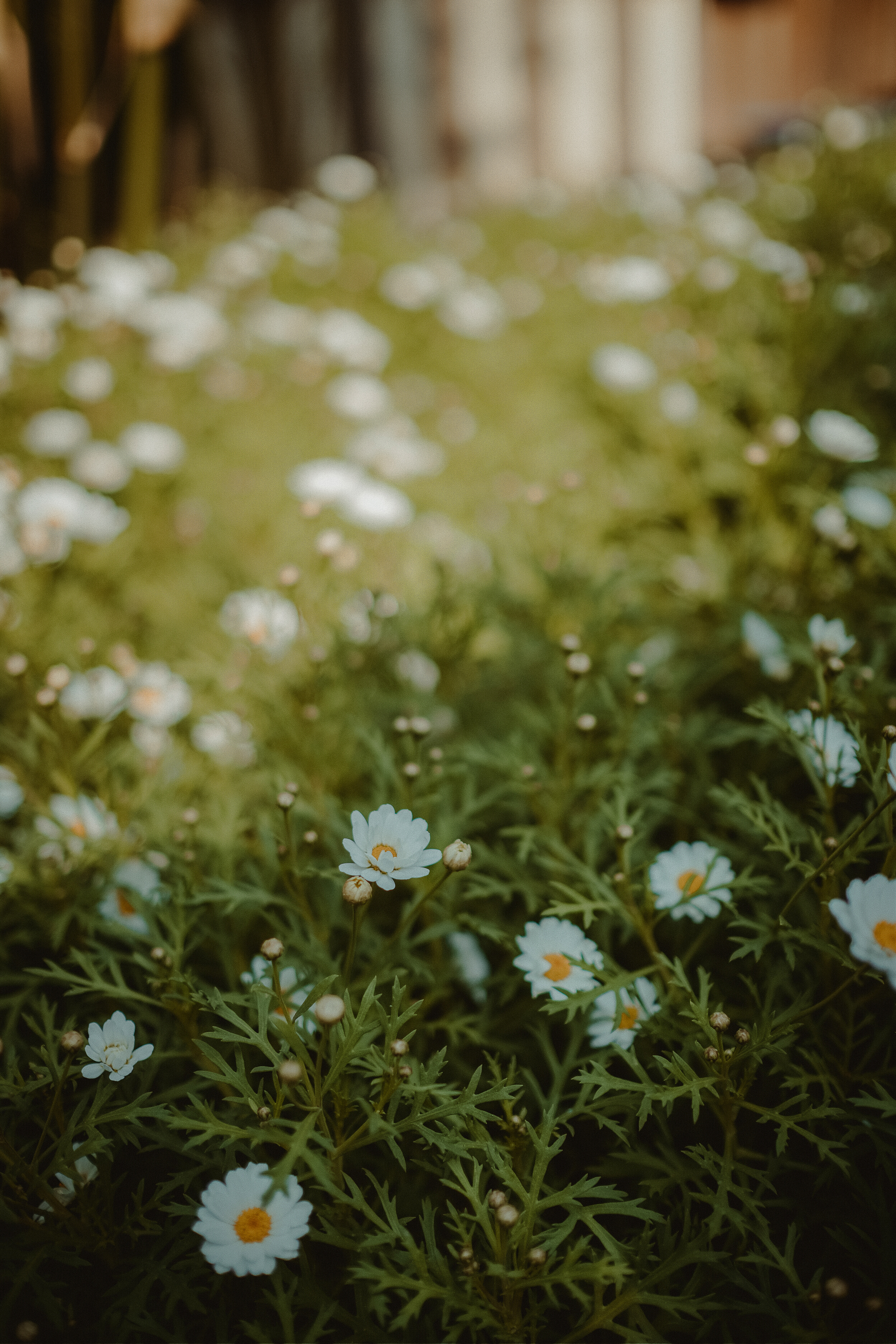Daisies in Grass